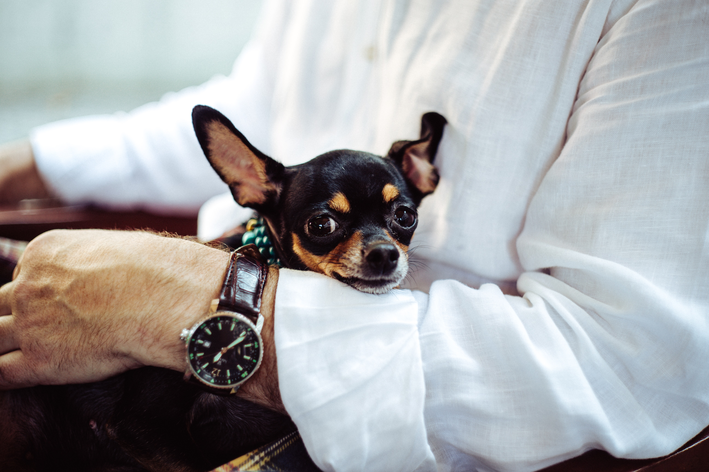 Pinscher no colo do tutor enquanto ele trabalha